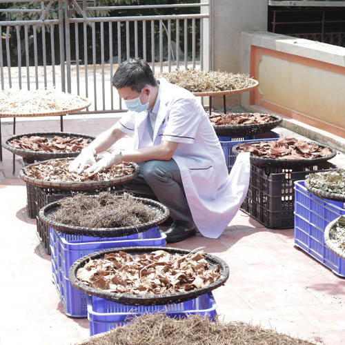 Dược liệu được chọn lọc cẩn thận